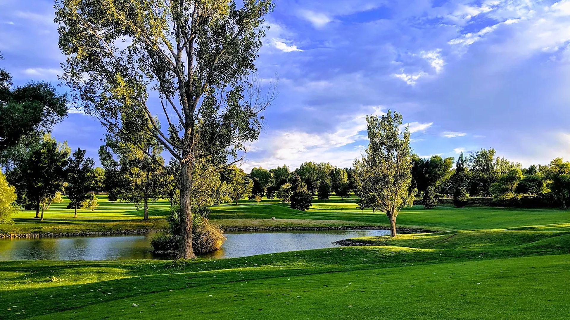 Green golf course with a pond and tall cottonwood trees under a bright blue sky in Arvada, Colorado